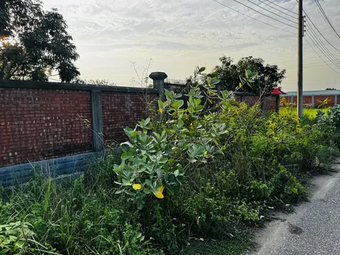 Photo of a Purbachal plot area