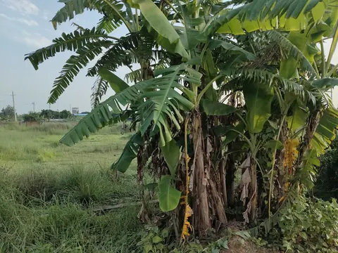 Photo of a Purbachal plot area